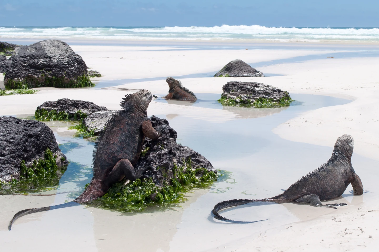 1720672518_385_14.lielākais nacionālais parks pasaulē no Sagarmatas līdz Galapagu salām