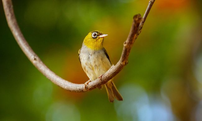 5 labākās putnu vērošanas vietas Fidži