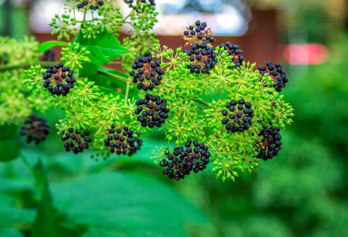 Aralia manchurian: alternatīva žeņšeņam