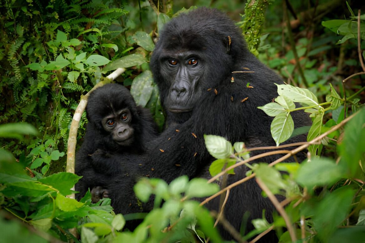 10 labākās vietas, kur redzēt gorillas savvaļā