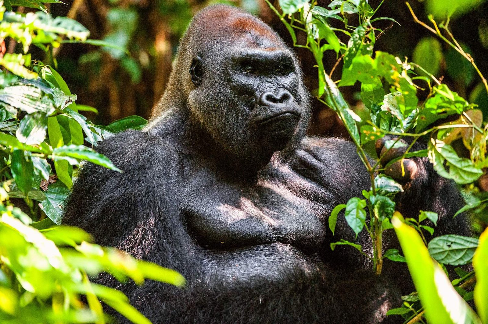 10 labākās vietas, kur redzēt gorillas savvaļā