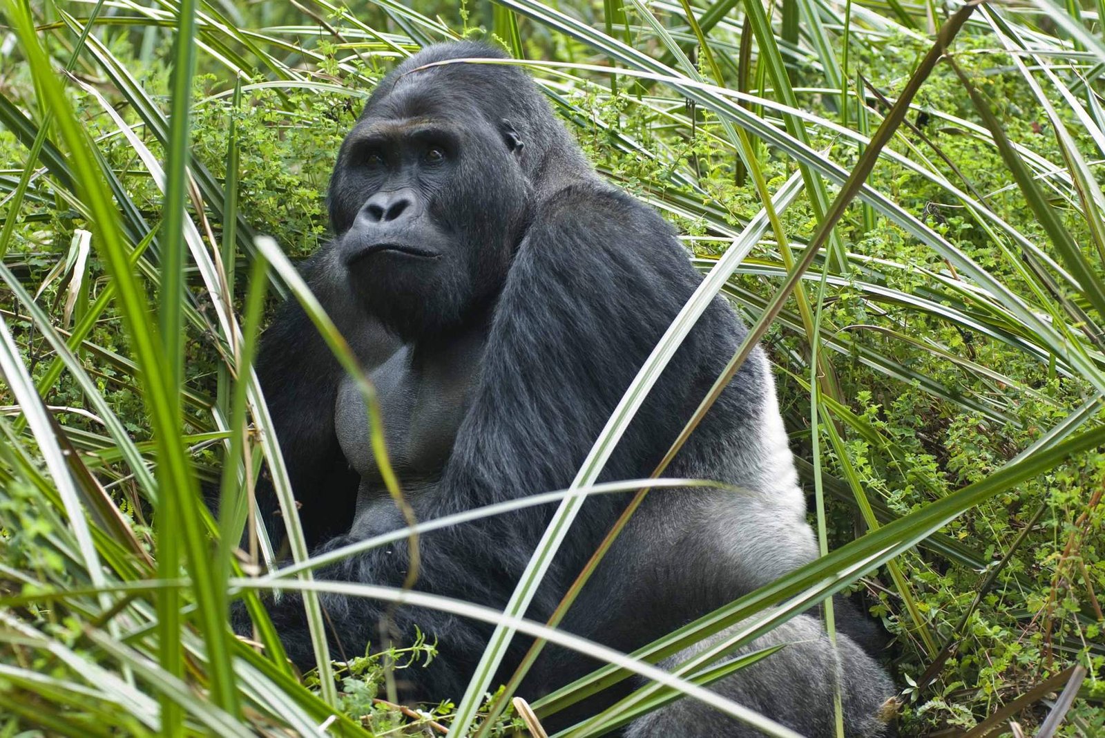 1726810226_771_10 labākās vietas, kur redzēt gorillas savvaļā