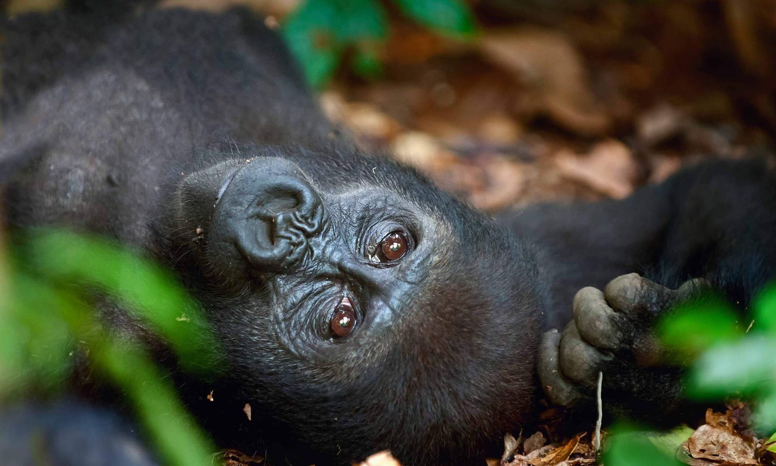 1726810226_65_10 labākās vietas, kur redzēt gorillas savvaļā