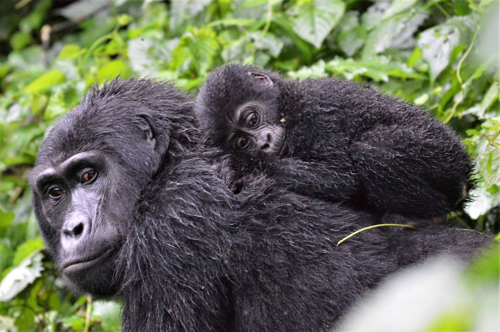 1726810226_473_10 labākās vietas, kur redzēt gorillas savvaļā