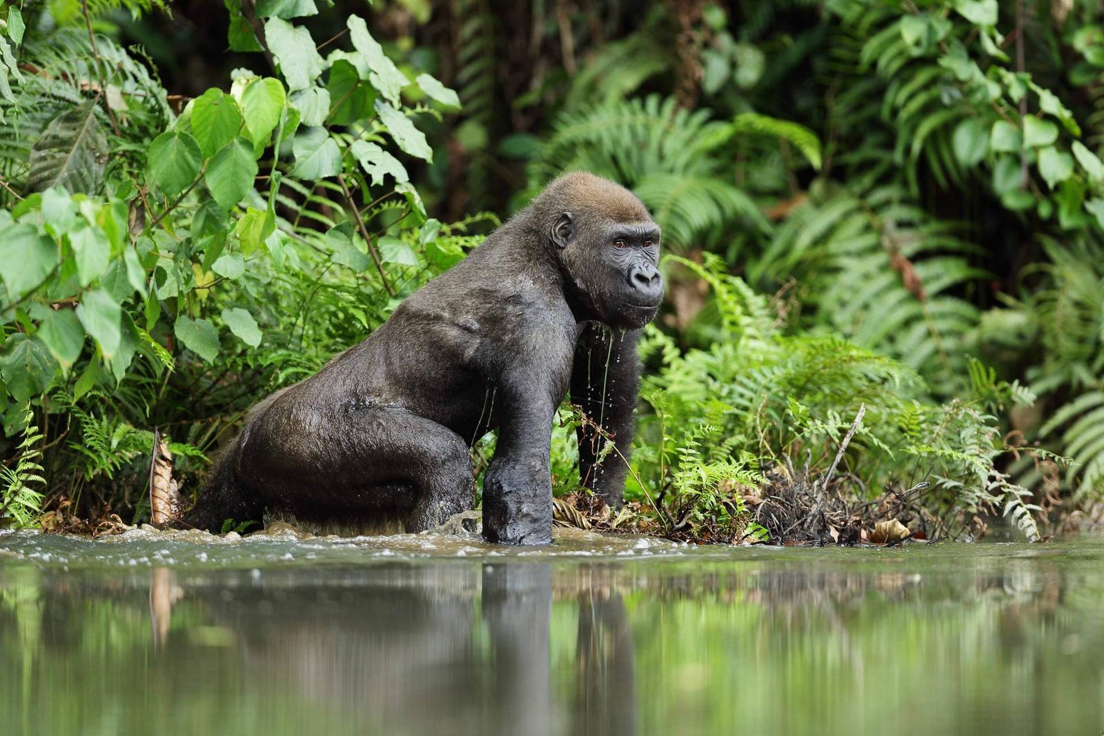 1726810226_446_10 labākās vietas, kur redzēt gorillas savvaļā