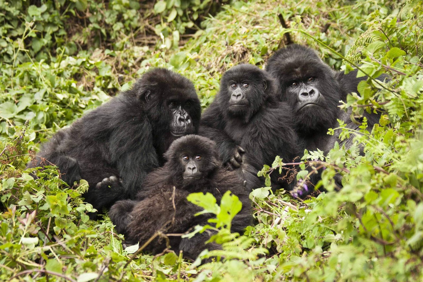 1726810226_130_10 labākās vietas, kur redzēt gorillas savvaļā